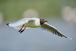 Black-headed gull (Chroicocephalus ridibundus)