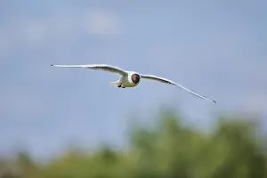 Black-headed gull (Chroicocephalus ridibundus)