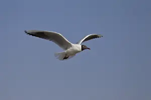 Black-headed gull, Chroicocephalus ridibundus