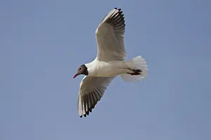 Black-headed gull, Chroicocephalus ridibundus