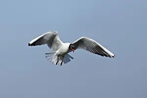 Black-headed gull (Chroicocephalus ridibundus)
