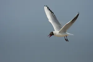 Black-headed gull (Chroicocephalus ridibundus)