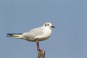 Black-headed Gull (Chroicocephalus ridibundus)