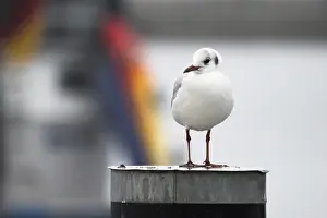 Black headed gull (Chroicocephalus ridibundus)