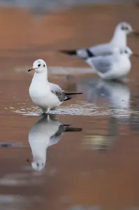 Black-headed Gull (Chroicocephalus ridibundus)