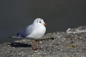 Black-headed gull (Chroicocephalus ridibundus)