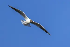Black-headed gull, Chroicocephalus ridibundus