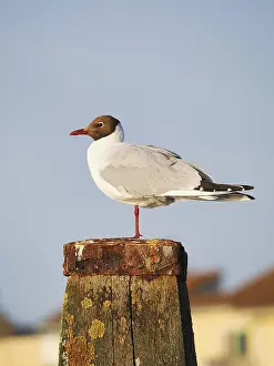 Black-headed gull (Chroicocephalus ridibundus)