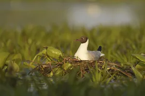 Black-headed gull (Chroicocephalus ridibundus) adult