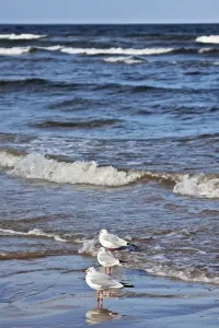 Black-headed Gull (Chroicocephalus ridibundus) on the beach
