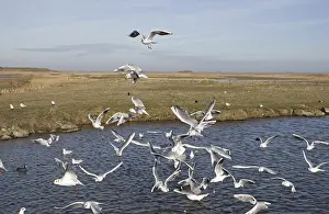 Black-headed Gull (Chroicocephalus ridibundus) flock
