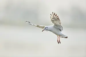Black-headed gull (Chroicocephalus ridibundus) flying