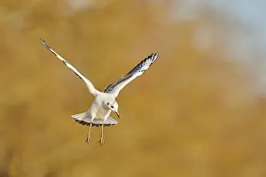 Black-headed gull (Chroicocephalus ridibundus) flying