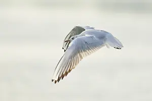 Black-headed gull (Chroicocephalus ridibundus) flying