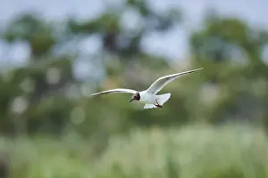 Black-headed gull (Chroicocephalus ridibundus) flying