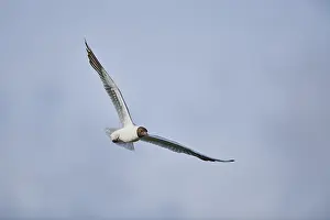 Black-headed gull (Chroicocephalus ridibundus) flying