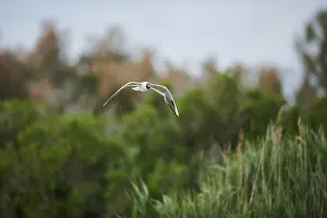 Black-headed gull (Chroicocephalus ridibundus) flying