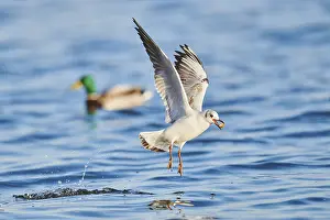Black-headed gull (Chroicocephalus ridibundus) flying above danubia river