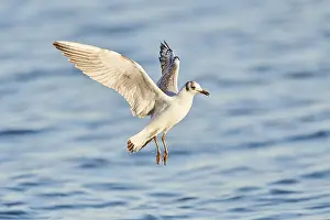 Black-headed gull (Chroicocephalus ridibundus) flying above danubia river