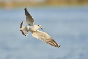 Black-headed gull (Chroicocephalus ridibundus) flying above danubia river