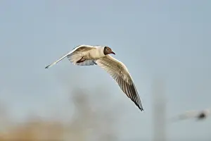 Black-headed gull (Chroicocephalus ridibundus) flying above danubia river