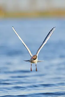 Black-headed gull (Chroicocephalus ridibundus) flying above danubia river