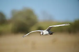Black-headed gull (Chroicocephalus ridibundus) flying over the ground
