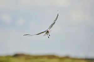 Black-headed gull (Chroicocephalus ridibundus) flying in the sky
