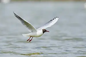 Black-headed gull (Chroicocephalus ridibundus) hunting on the water surface