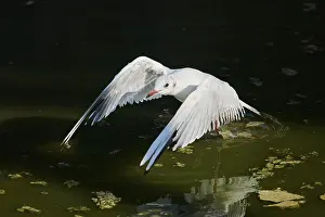 Black-headed gull (Chroicocephalus ridibundus) landing in the water