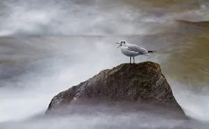 Black-headed Gull (Chroicocephalus ridibundus) sitting on a rock by the sea