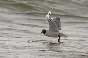 Black-headed gull (Chroicocephalus ridibundus) in summer plumage