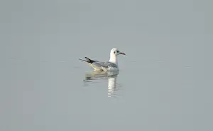 Framed Print : A black-headed gull (Chroicocephalus ridibundus) in the water