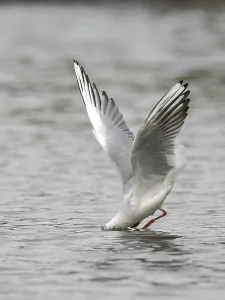 Framed Print : A black-headed gull fishing just in front of diving into water Framed Print : A black-headed gull fishing just in front of diving into water