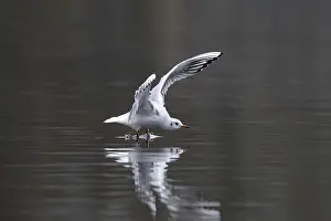 A black-headed gull in flight, Lake Kemnader