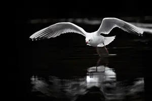A black-headed gull in flight, Lake Kemnader