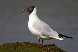 Black-headed gull (Larus ridibundus)