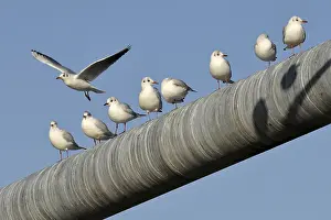 Black-headed Gull (Larus ridibundus)