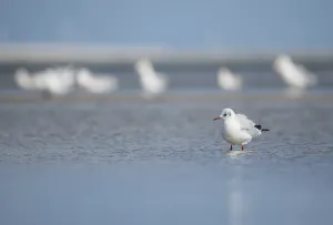 Black-headed gull (Larus ridibundus)