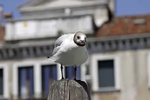 Black-headed gull, Larus ridibundus - Black-headed gull