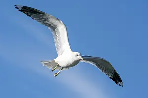 Black-headed gull (Larus ridibundus) in flight