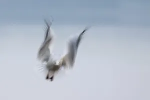 Black-headed gull (Larus ridibundus) in flight