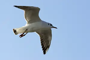 Black-headed Gull (Larus ridibundus) in flight