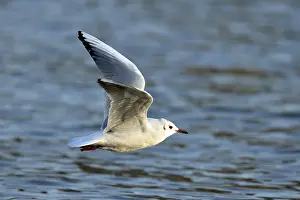 Black-headed gull (Larus ridibundus) flying
