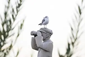 Black-headed gull (Larus ridibundus) on sculpture The Harbour Master