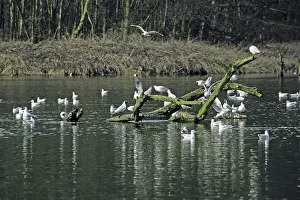 Black-headed gull, Larus ridipundus