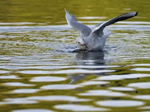A black-headed gull with prey fish in its beak