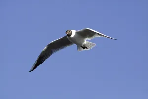 Black-headed gull in splendour