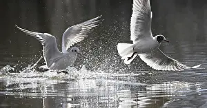 Two black-headed gulls (Chroicocephalus ridibundus)