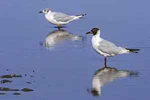 Two black-headed gulls (Chroicocephalus ridibundus)